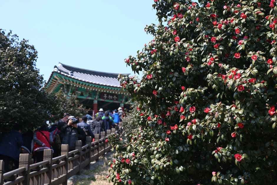 Seocheon Camellia Flower and Octopus Festival