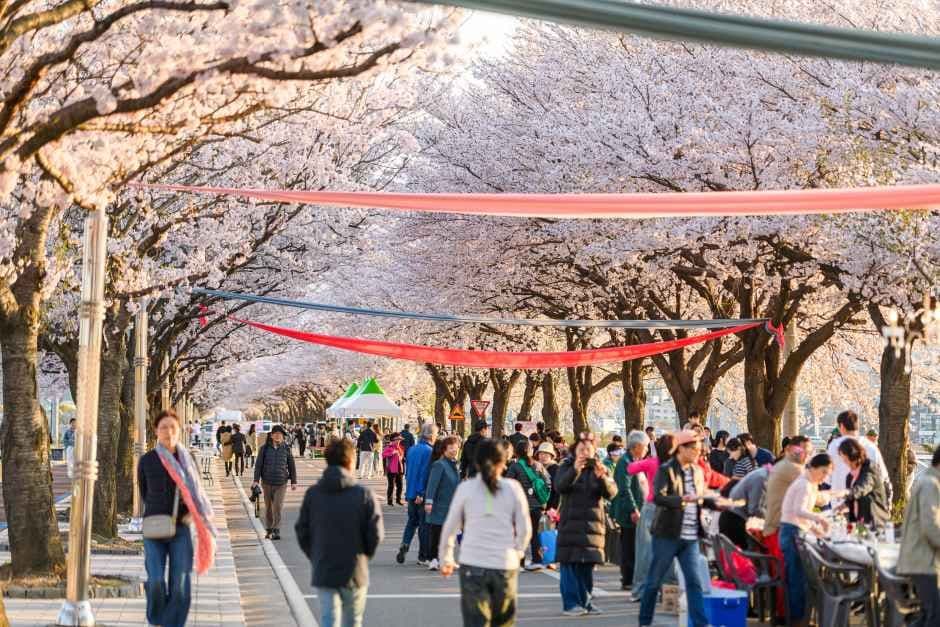 Yangyang Namdaecheon Cherry Blossom Festival