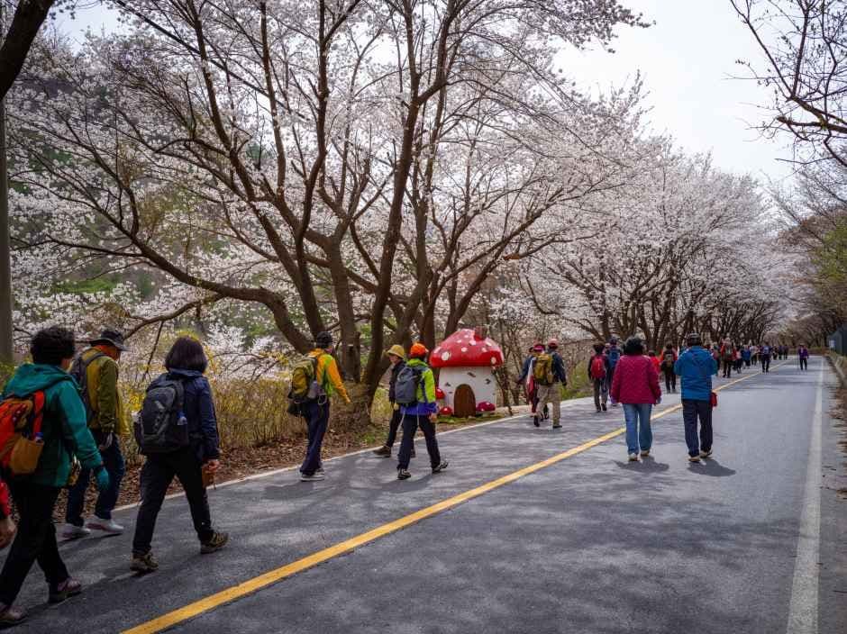Geumsan Bogoksangol Mountain Cherry Blossom Festival