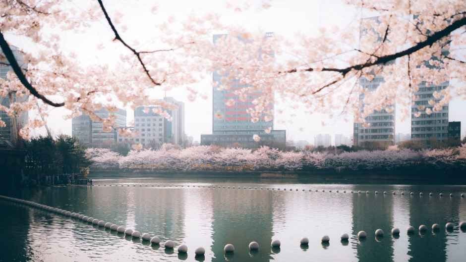 Songpa-gu Lake Cherry Blossom Festival
