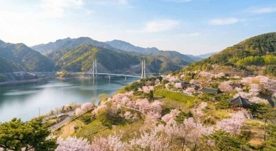 Jecheon Cheongpung Lake Cherry Blossom Festival