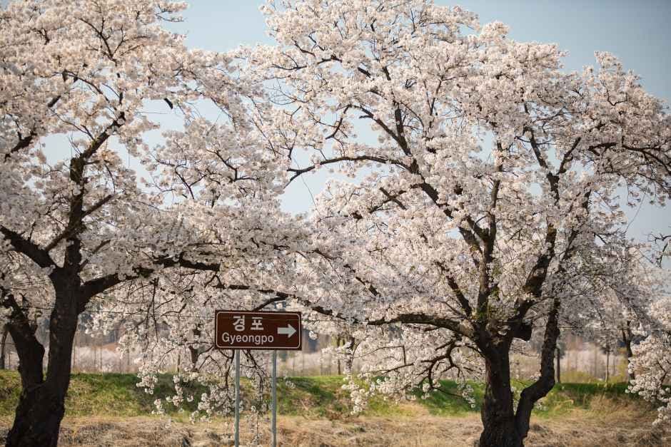 Gangneung Gyeongpo Cherry Blossom Festival