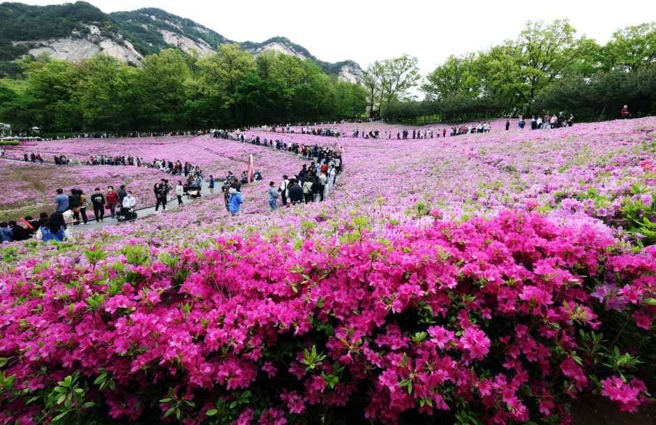 Seoul Buramsan Azalea Festival
