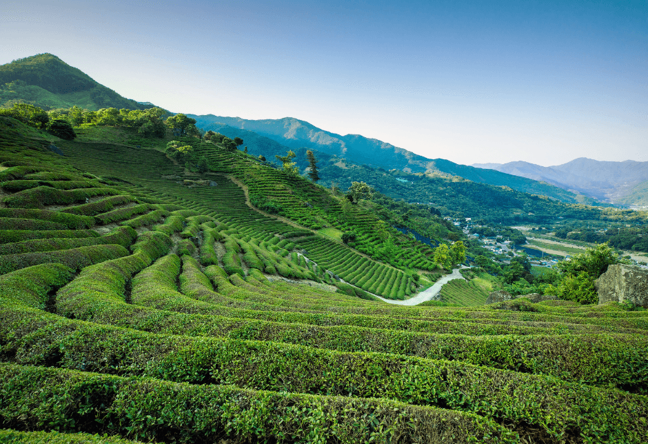 Hadong Wild Tea Culture Festival