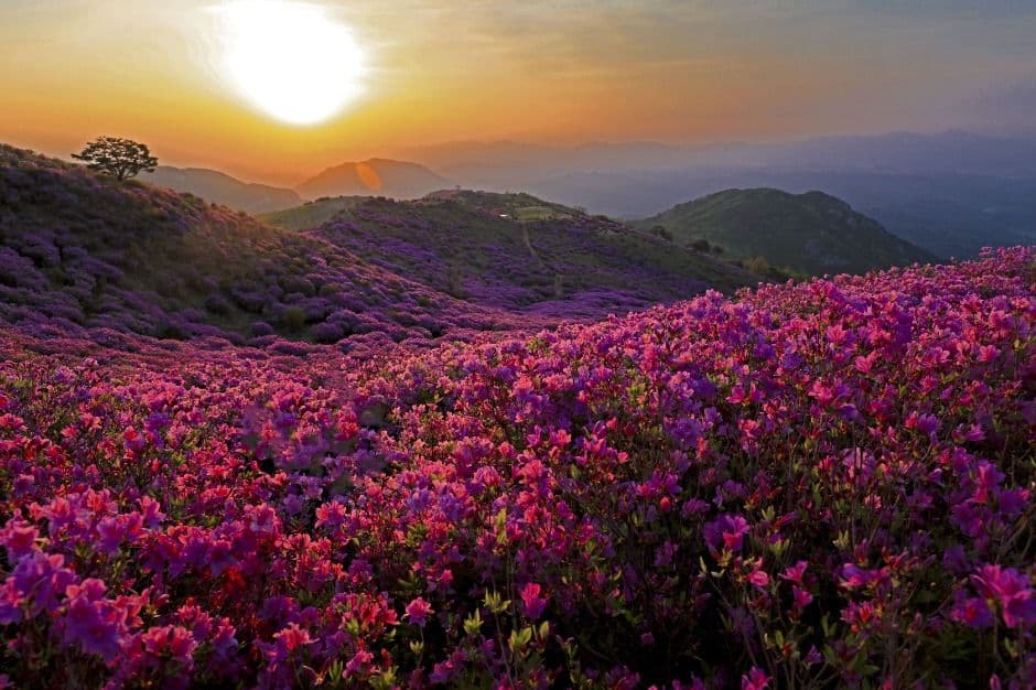 Hwangmaesan Azalea Festival