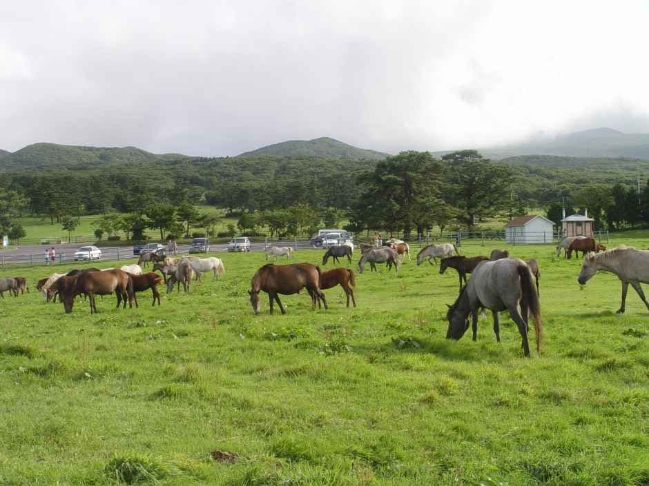 Jeju Horse Timber Culture Festival