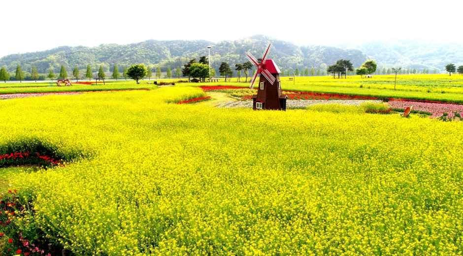 Changnyeong Nakdong River Canola Flower Festival