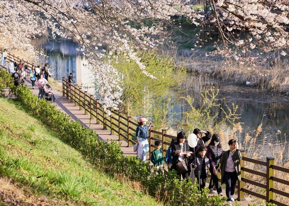 Gimpo Cherry Blossom Festival