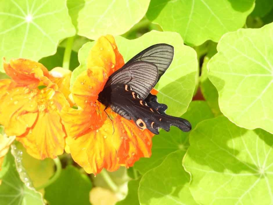 Hampyeong Butterfly Festival