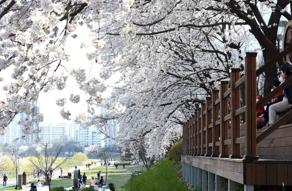Uijeongbu Howon Cherry Blossom Festa