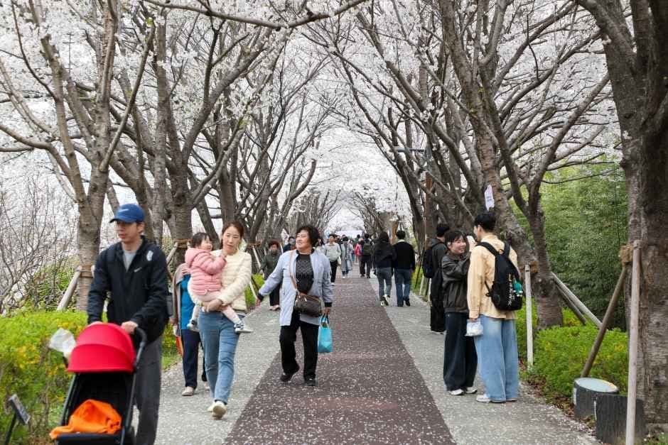 Gangseo Nakdong River 30-ri Cherry Blossom Festival