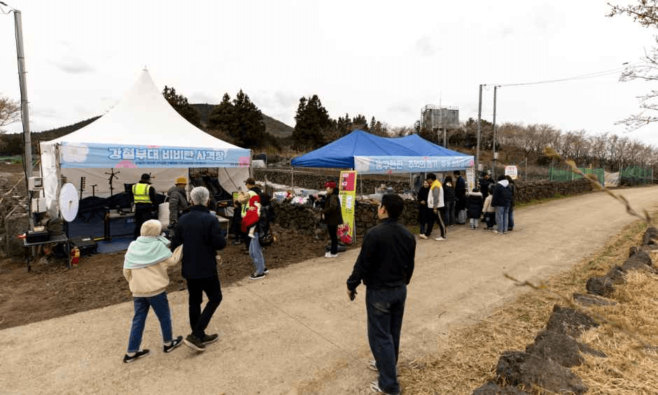 Golcheoreum Cherry Blossom Festival