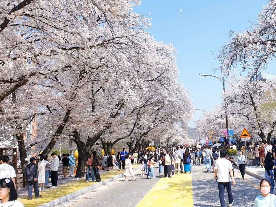 Andong Cherry Blossom Festival