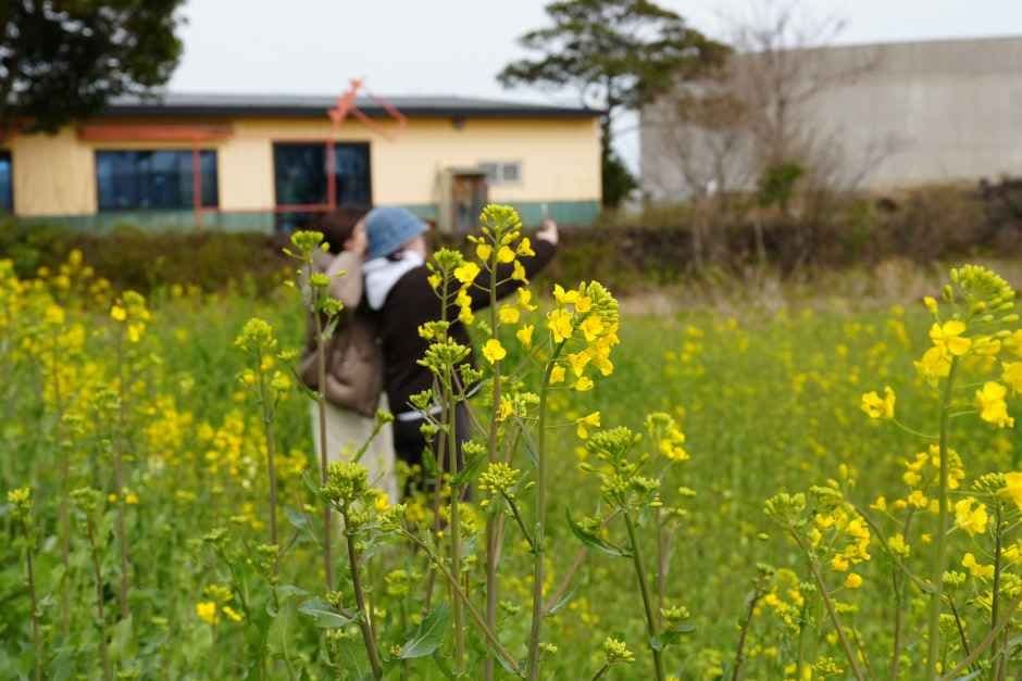 Seogwipo Canola Flower Festival