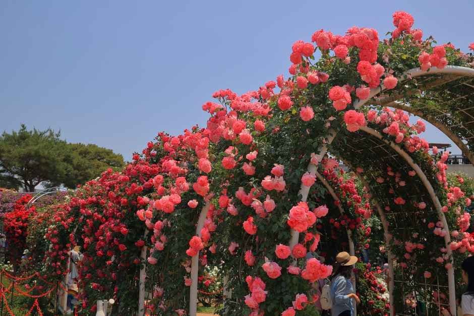 Gokseong World Rose Festival